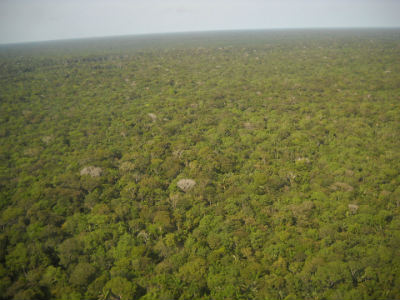 La deforestación del Amazonas se acelera