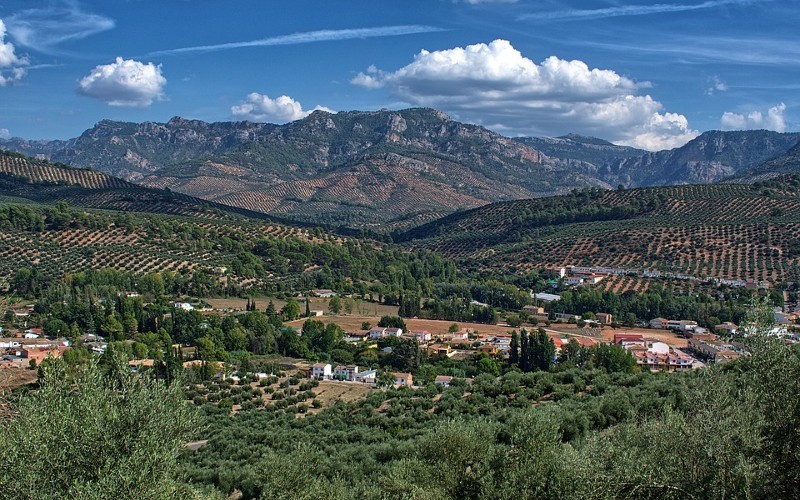 Paisaje del olivar en Andalucía