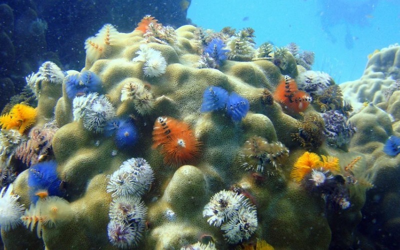 Recuperación de los ecosistemas marinos