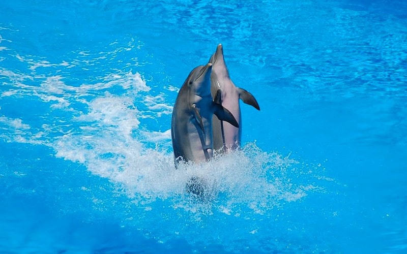 Nado con delfines en Cancún