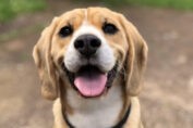 Beagle