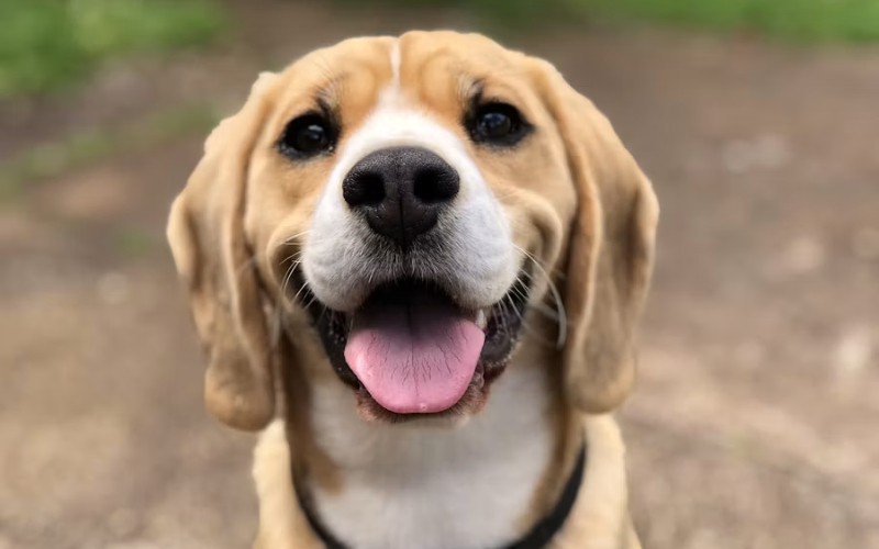Beagle