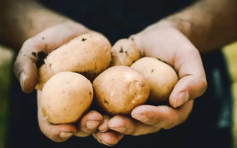 Patatas
